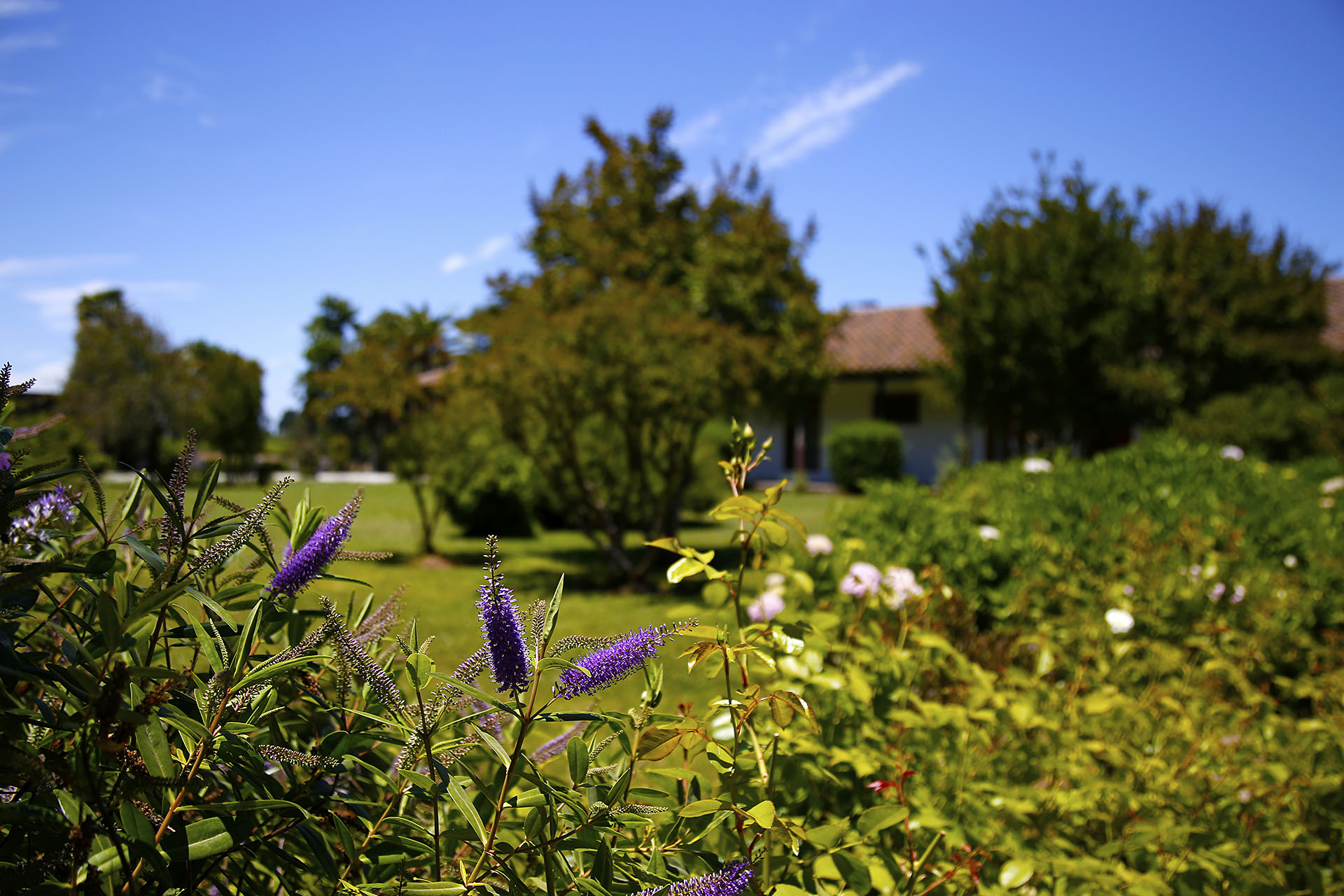 Jardines de Casa Donoso