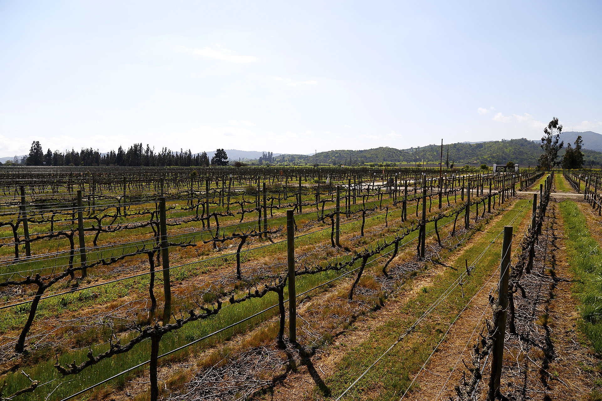 Viñedos de Casas del Bosque